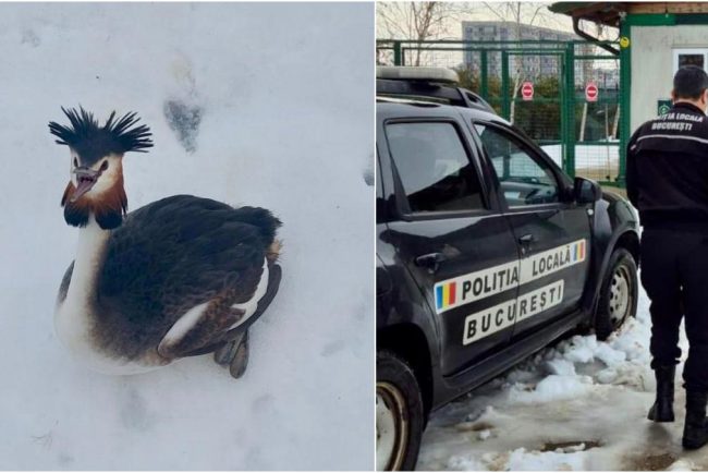 O pasare impresionanta din Delta Vacaresti apartinand unei specii protejate a fost salvata dupa ce a