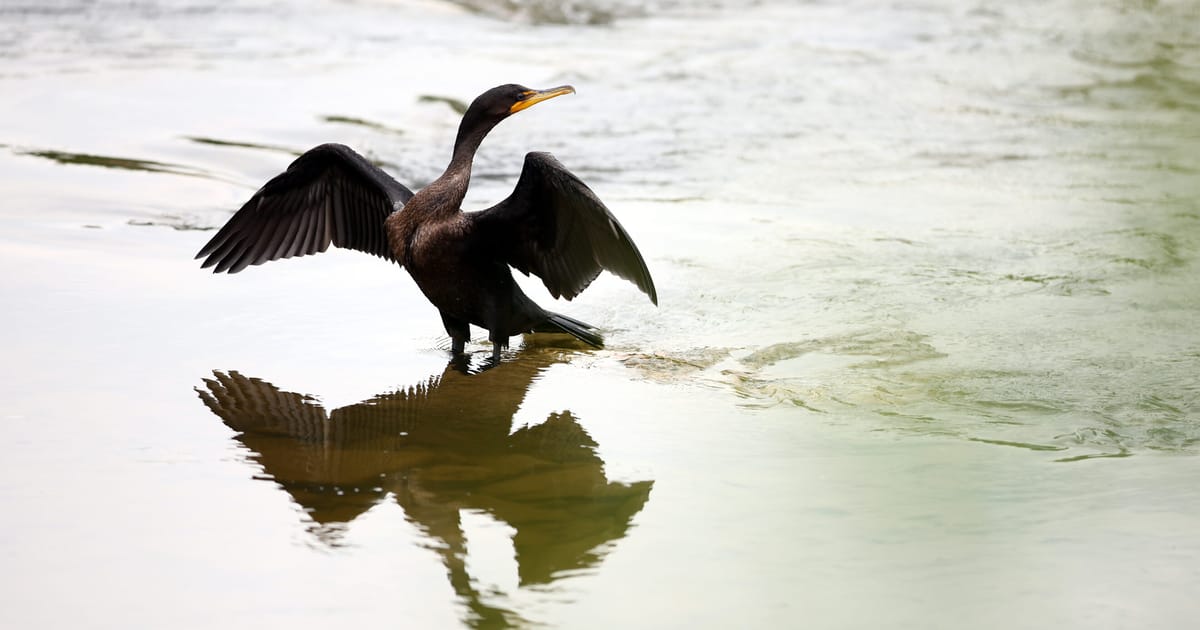 Ultimele zile ale cormoranului 10 tari din UE cauta deschiderea sezonului de vanatoare pentru pasarile piscivore