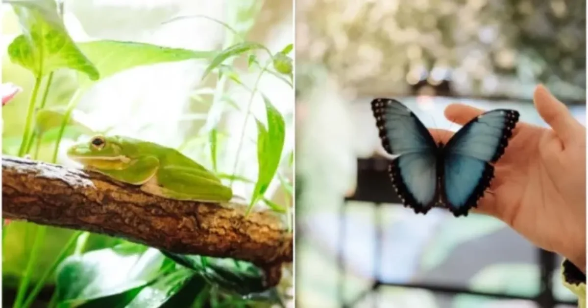 Expoziție inedită la Timișoara: broscuțe tropicale și fluturi spectaculoși